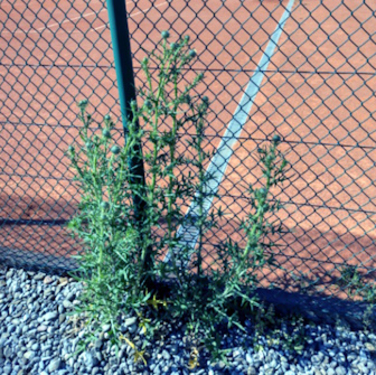 Ungebetene Gäste auf unserer Tennisanlage